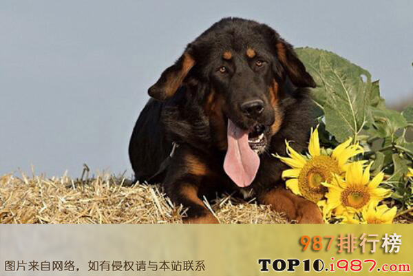 中国十大本土特有犬种之藏獒