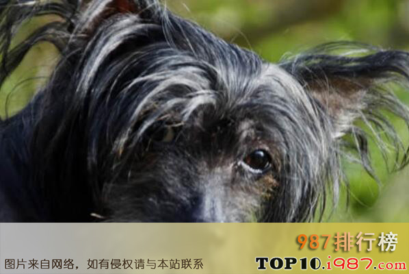 十大本土特有犬种之中国冠毛犬