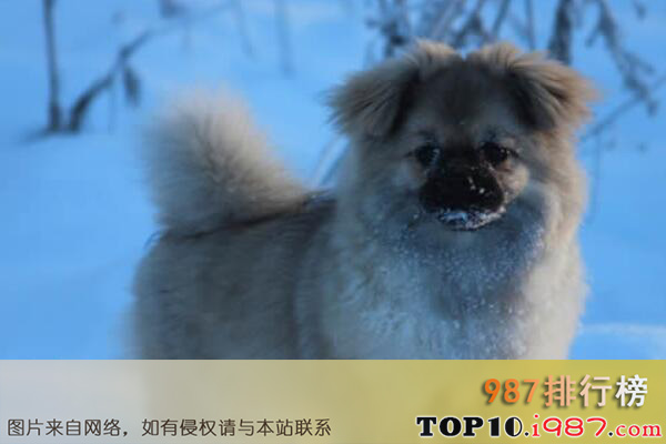 十大本土特有犬种之西藏猎犬