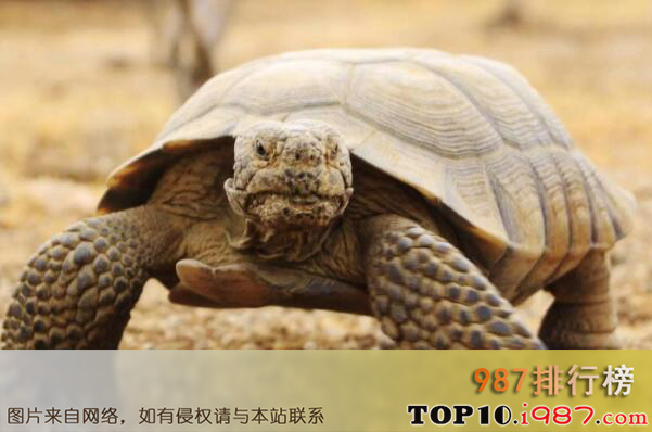 十大世界知名陆栖宠物龟之沙漠地鼠龟