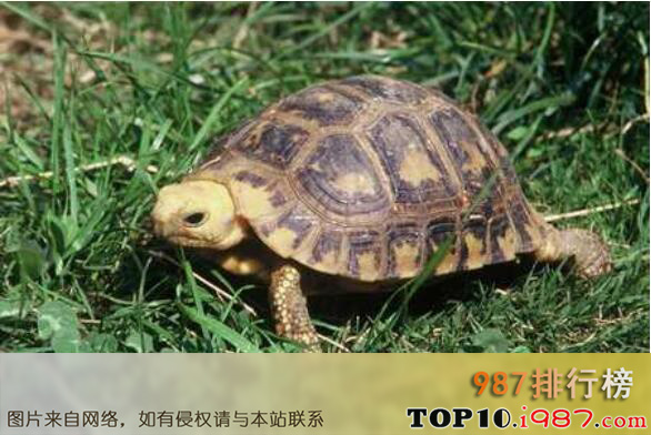 十大世界知名陆栖宠物龟之缅甸陆龟
