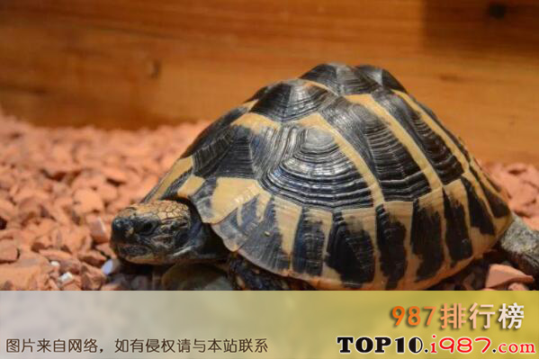 十大世界知名陆栖宠物龟之赫曼陆龟