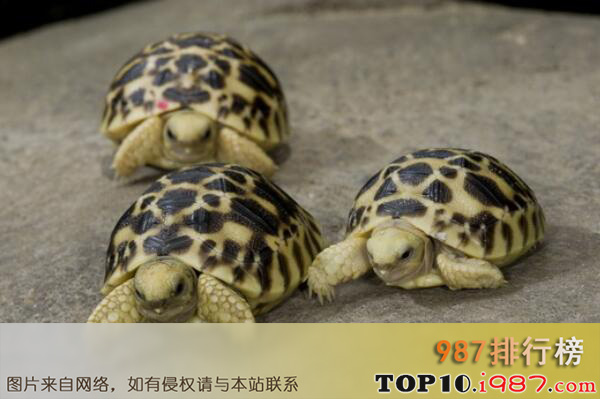 十大世界知名陆栖宠物龟之缅甸星龟