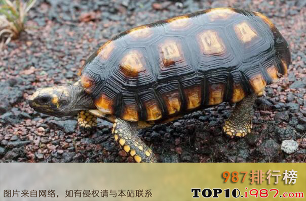 十大世界知名陆栖宠物龟之黄腿象龟
