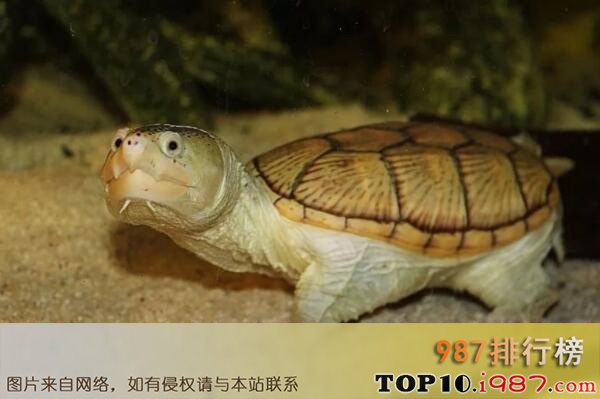 十大世界水栖宠物龟品种之蛋龟