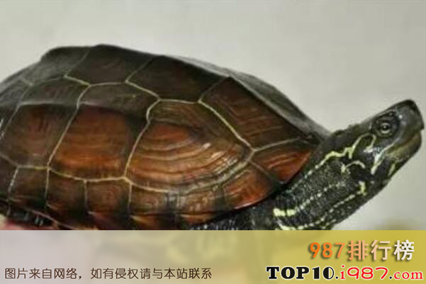 十大世界水栖宠物龟品种之中华草龟