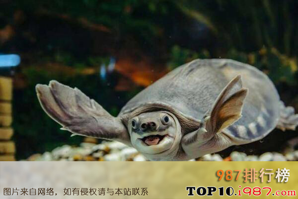 十大世界水栖宠物龟品种之猪鼻龟