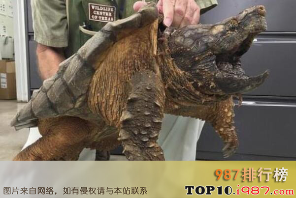 十大世界水栖宠物龟品种之大鳄龟