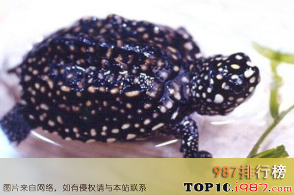十大世界水栖宠物龟品种之星点龟