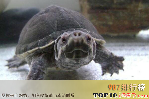十大世界水栖宠物龟品种之麝香龟