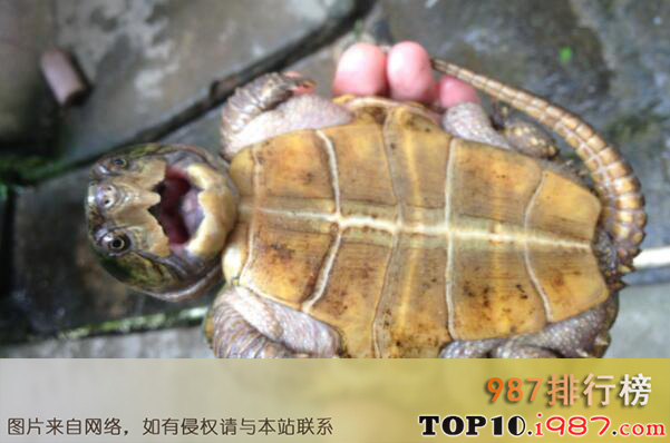 十大世界水栖宠物龟品种之鹰嘴龟