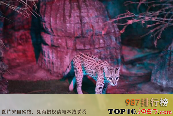 中国十大知名宠物猫品种之豹猫