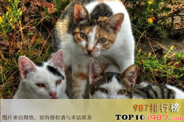 十大知名宠物猫品种之三花猫