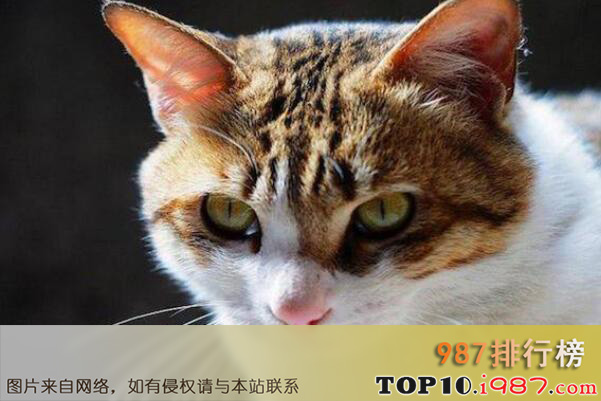 十大知名宠物猫品种之四川简州猫