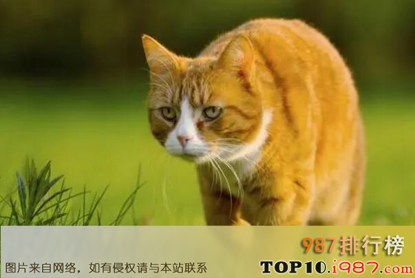 十大知名宠物猫品种之黄猫