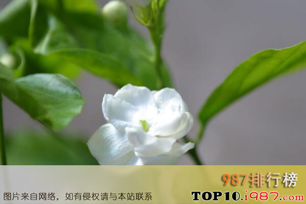 十大最常见可以泡茶的花之茉莉花
