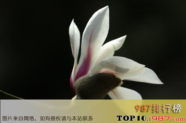十大最常见可以泡茶的花之玉兰