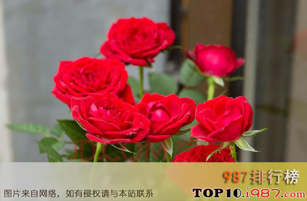 十大最常见可以泡茶的花之玫瑰花