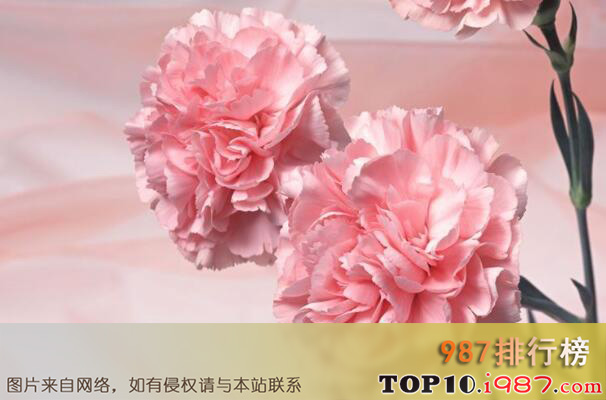 十大最常见可以泡茶的花之康乃馨