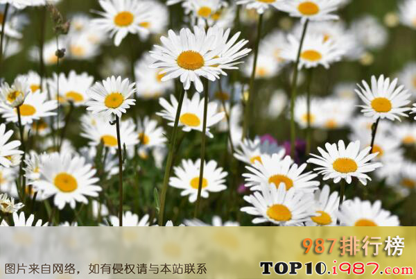 十大最常见可以泡茶的花之洋甘菊