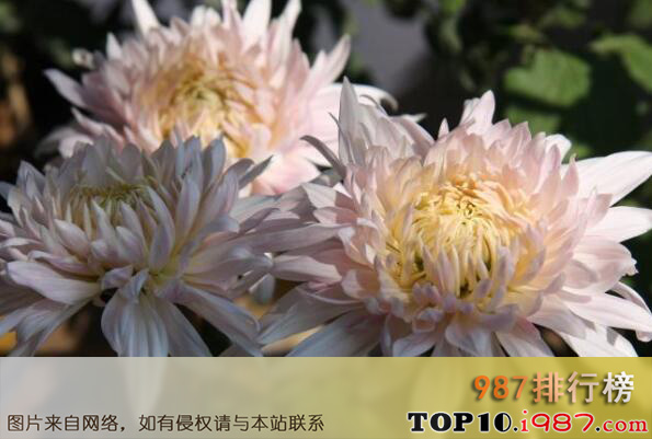 十大最常见可以泡茶的花之菊花