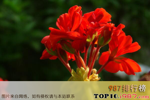 十大最有药用价值的花之红花