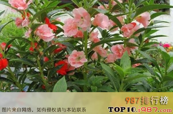 十大最常见的食用花之凤仙花