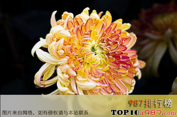 十大最常见的食用花之菊花