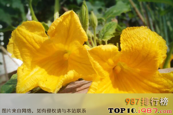 十大最常见的食用花之南瓜花