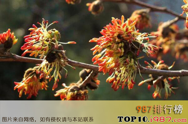 十大最罕见的花之银缕梅