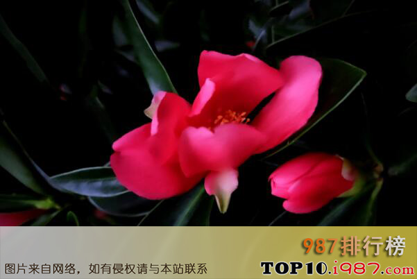 十大最罕见的花之杜鹃叶山茶