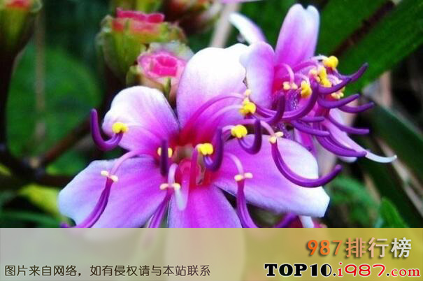 十大最罕见的花之虎颜花