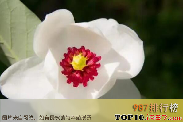十大最罕见的花之天女木兰花