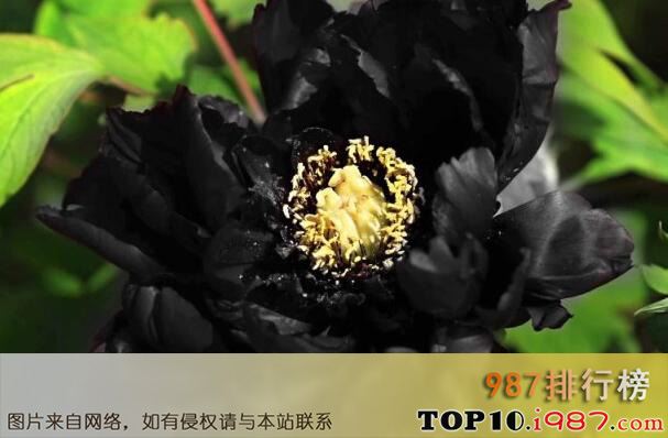 十大最罕见的花之黑色牡丹花
