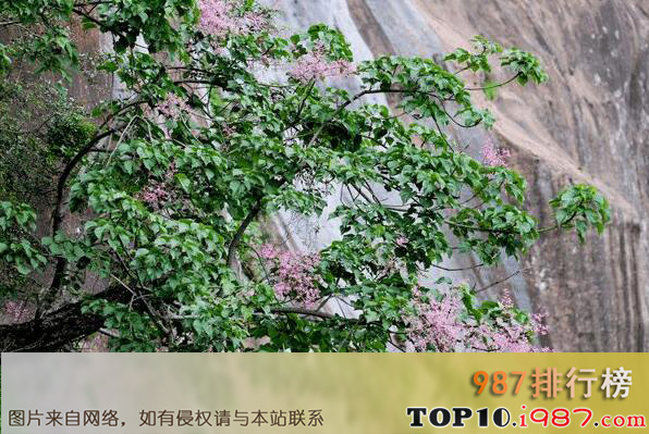 十大最罕见的花之丹霞梧桐