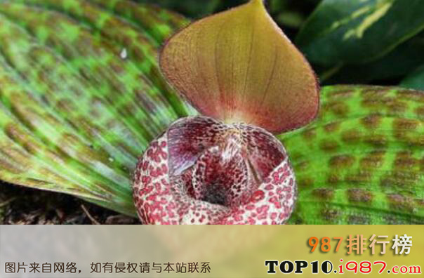 十大最罕见的花之丽江杓兰