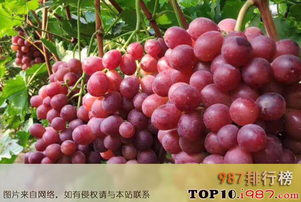 十大新疆知名葡萄品种之新郁葡萄