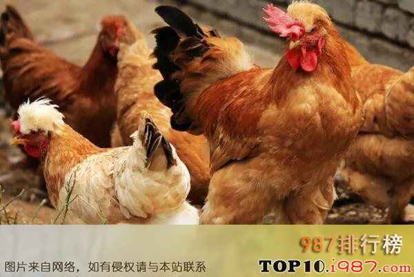 十大上等土鸡品种之北京油鸡