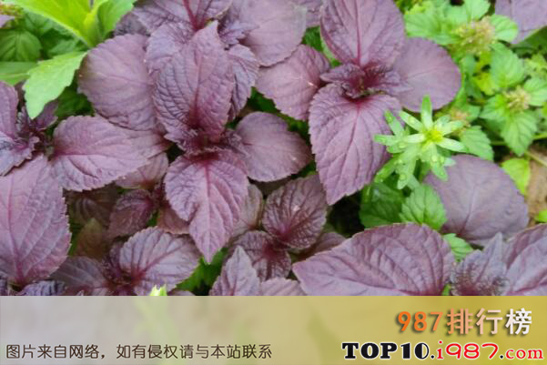 十大最具食用价值的植物之紫苏