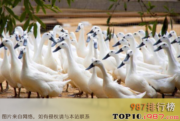 十大名鸭品种之连城白鸭