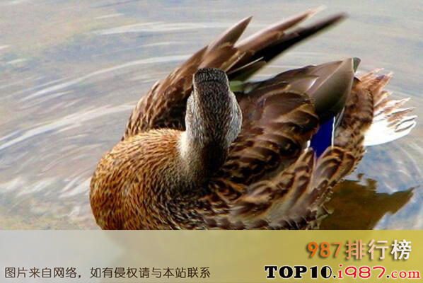 十大名鸭品种之微山湖鸭