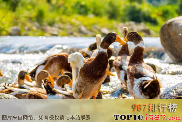 十大名鸭品种之临武鸭