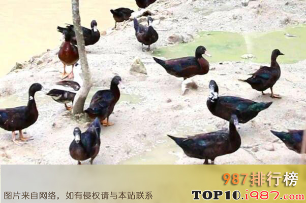 十大名鸭品种之莆田黑鸭