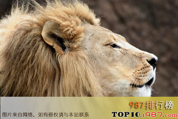 世界十大动物之王之狮子