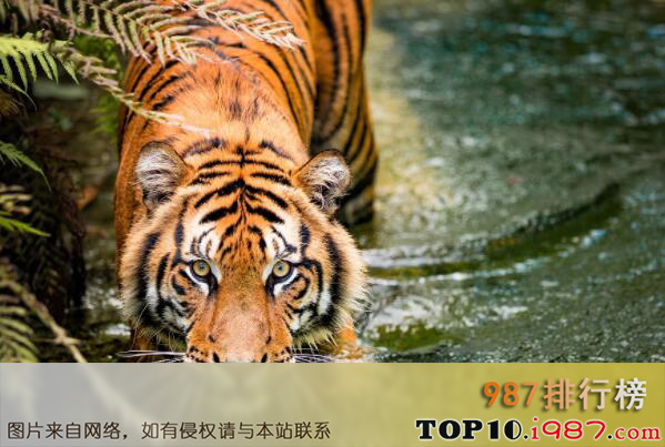十大世界动物之王之老虎
