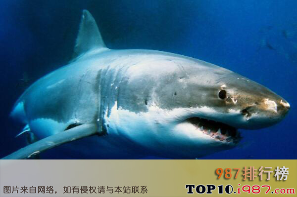 十大世界动物之王之大白鲨
