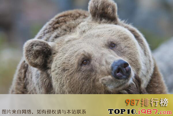 十大世界动物之王之棕熊