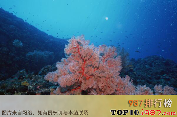 十大世界面积最大的海之珊瑚海