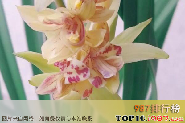 十大性价比最高的兰花品种之建兰富山奇蝶