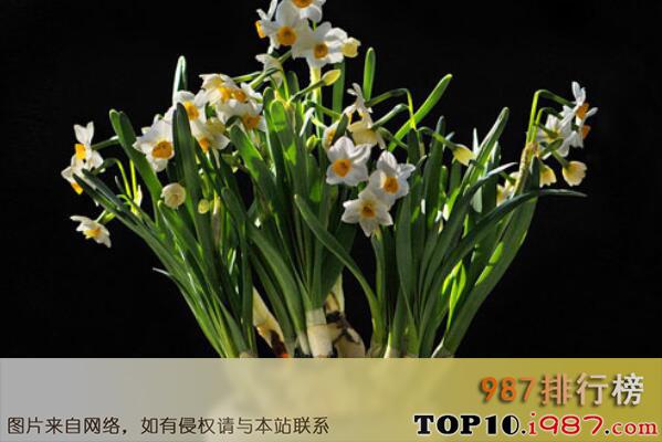十大最受欢迎的球根植物之水仙花